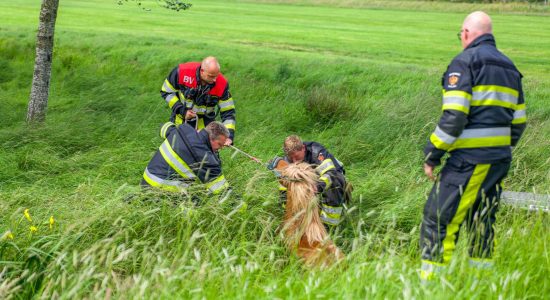 Brandweer redt pony uit sloot in Offingawier